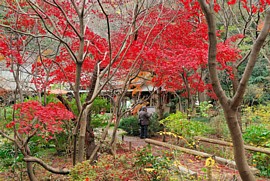 お茶屋の前の真っ赤なもみじ